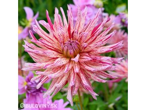 strapata ruzova jirina alain mimoun 1