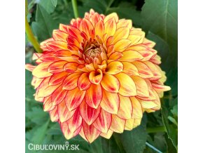 cervenozluta jirina lake ontario 1