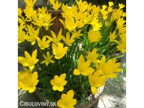 zephyranthes citrina destova lilie zluta 1