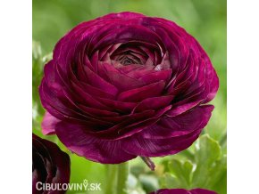fialovy pryskyrnik ranunculus 1