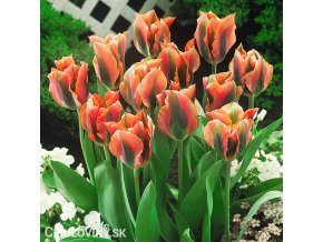oranzovy tulipan artist viridiflora 1