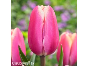 ruzovy tulipan jumbo pink 1