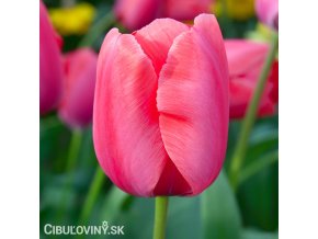 ruzovy tulipan lady van eijk 1