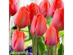 oranzovy tulipan orange van eijk 1