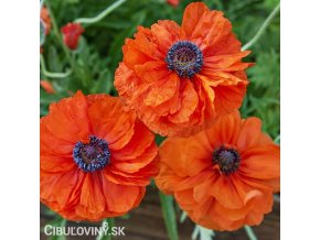 cerveny plnokvety mak vychodni may queen 1