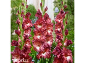 hnedocerveny gladiolus mecik tiramisu 1