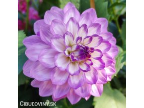 bilo fialova jirina blue wish 1