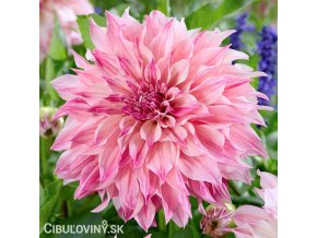 ruzova jirina cafe u lait royal 1