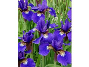 Iris blue king sibirica 03
