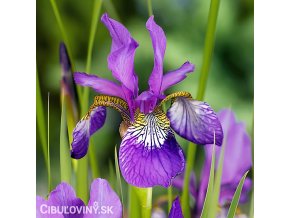 fialovy iris sibirsky kosatec claret sibirica 1