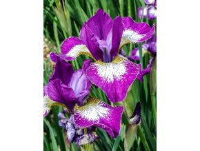 Iris claret cup sibirica 01
