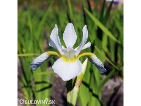 bily iris sibirsky kosatec gelber mantel 1