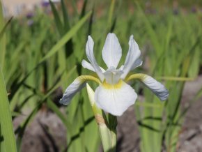 Iris gelber mantel 04