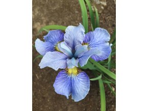 Iris imperial velvet sibirica 02