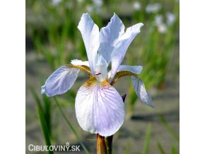 bily iris sibirsky kosatec rowe 1