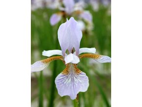 Iris Mrs Rowe sibirica 1