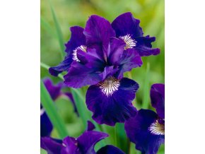 Iris shirley pope sibirica 01