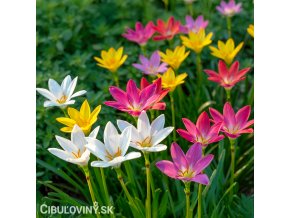 zephyranthes mix destova lilie smes barev 1