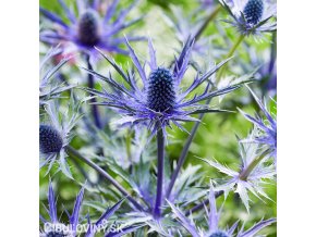 eryngium macka alpska 1