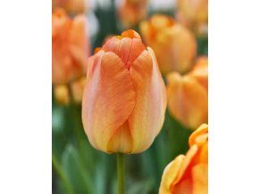 tulipa daydream
