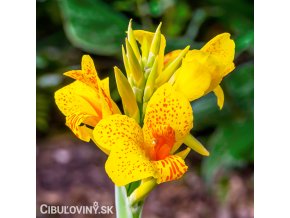 zluta Dosna Canna Yara 1