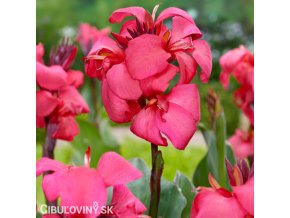 ruzova dosna canna empire 1