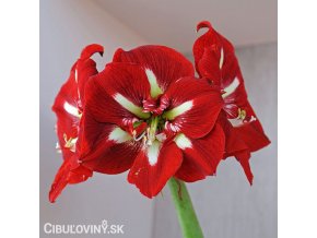 červený hvězdník amaryllis barbados 1