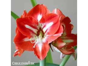 červenobílý hvězdník amaryllis stargazer 1