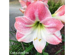růžový hvězdník amaryllis appleblossom 1