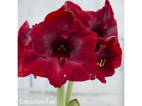tmavě červený hvězdník amaryllis benfica 1