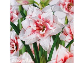 bíločervený hvězdník amaryllis elvas 5