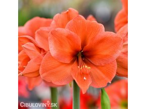 oranžový hvězdník amaryllis orange souvereign 1