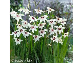 Acidanthera bicolor Pavi orchidej 1