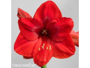 červený hvězdník amaryllis red lion 1