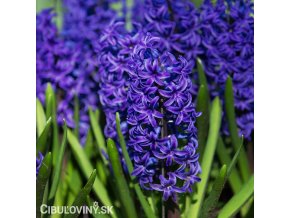 fialovy hyacint aida 1