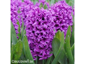 fialovy hyacint miss saigon 1