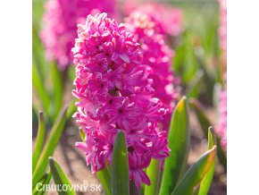 ruzovy hyacint pink pearl 3