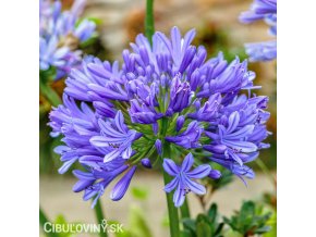 modry agapanthus kalokvet madeirsky 1