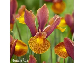 vínový kosatec iris autumn princess hollandica 1