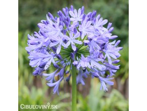 Agapanthus Kalokvet svetle modry 1