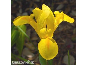 žlutý kosatec iris golden beauty 1