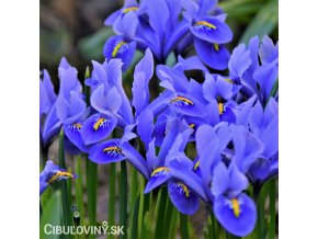 modrý kosatec iris harmony reticulata 1