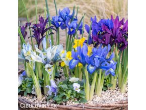 směs nízkých kosatců iris reticulata mix 1