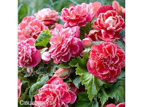 ruzova Begonie Camelia Pink 1