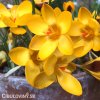 zluty krokus yellow large 4