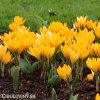 zluty krokus yellow large 6