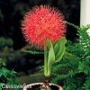 krvokvet Scadoxus multiflorus 4