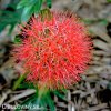 krvokvet Scadoxus multiflorus 6