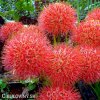 krvokvet Scadoxus multiflorus 1