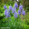 ladonik modry camassia caerulea 2